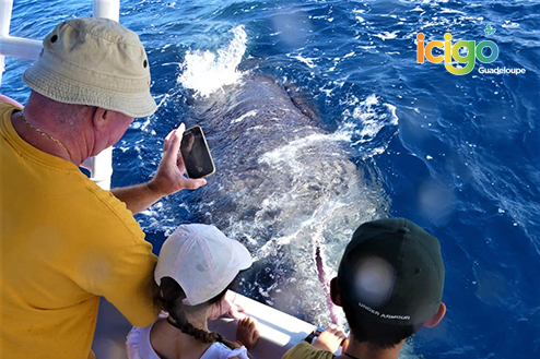 Cliquez pour prévisualiser l'image Observation cétacés depuis bateau
