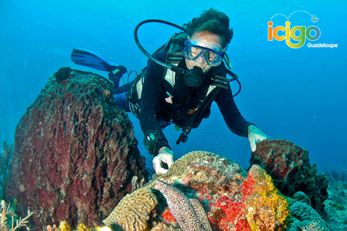 Cliquez pour prévisualiser l'image Plongée Port Louis