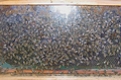 L'abeille créole Goupeyi