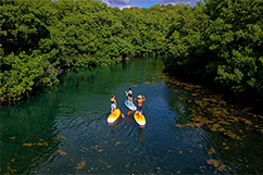 Paddle au coeur de la mangrove