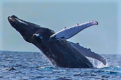 observation baleine Guadeloupe