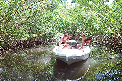 Mangrove - Bird Island