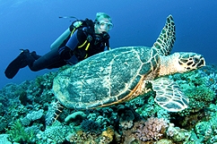 Diving - Pointe Noire