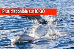 Dauphins de Pointe-Noire