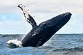Whale Watching Guadeloupe